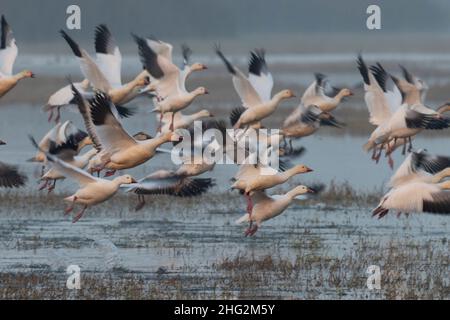 Schneegänse, Chen caerulescens, starten aus einem flachen Feuchtgebiet im kalifornischen Merced National Wildlife Refuge. Stockfoto