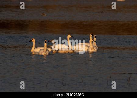 Ein Tundra Swan Schwarm, Cygnus columbianus, von Erwachsenen und Jugendlichen, nutzt ein Feuchtgebiet auf dem San Luis NWR im San Joaquin Valley. Stockfoto