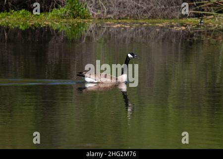 Eine lautstarke Canada Goose, Branta canadensis, schwimmt durch ein ruhiges Sommerwetland im kalifornischen San Joaquin Valley Stockfoto