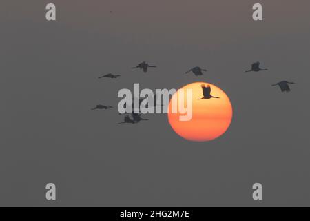 Lesser Sandhill Cranes, Grus canadensis, im Flug bei einem nebligen kalifornischen Sonnenaufgang über dem Merced National Wildlife Refuge. Stockfoto