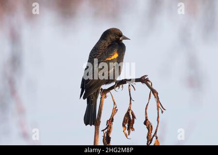 Ein erwachsener Rüde Rotflügeliger Amsel, Agelaius phoeniceus, nicht brütendes Gefieder, thronte auf einem Unkrautstiel im kalifornischen Merced NWR. Stockfoto