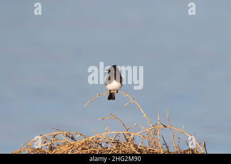 Eine Erwachsene Black Phoebe, Sayornis nigricans, thronte auf einem Unkraut, als sie im kalifornischen San Joaquin Valley nach fliegenden Insekten sucht. Stockfoto