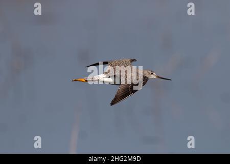 Greater Yellowlegs, Tringa melanoleuca, Fluglebensraum über Feuchtgebieten im kalifornischen Grassland Ecological Area. Stockfoto