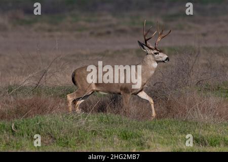 Ein reifer kalifornischer Mule-Hirschbock, Odocoileus hemionus californicus, ist unterwegs im San Luis National Wildlife Refuge im San Joaquin Valley. Stockfoto