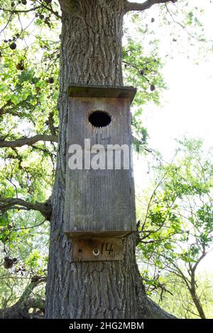 Eine künstliche Holzente, Aix sponsa, ist an einer Eiche auf einer privaten Ranch im San Joaquin Valley, Kalifornien, befestigt. Stockfoto