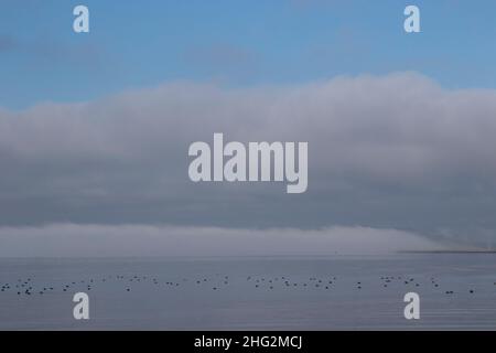 Über der ruhigen Oberfläche des kalifornischen O'Neil Forebay im San Luis Reservoir State Park, Merced County, kommt es zu einer Nebelbank. Stockfoto