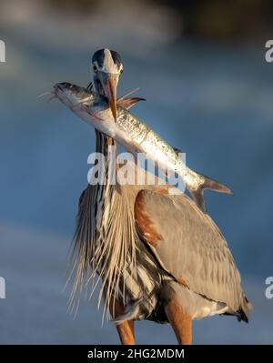 Toller Blaureiher auf der Jagd nach Schlangen und Fischen in Florida Stockfoto