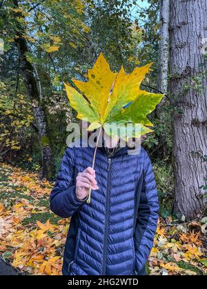 Bigleaf Ahorn (Acer macrophyllum) ist ein großer Laubbaum der Gattung Acer. Stockfoto