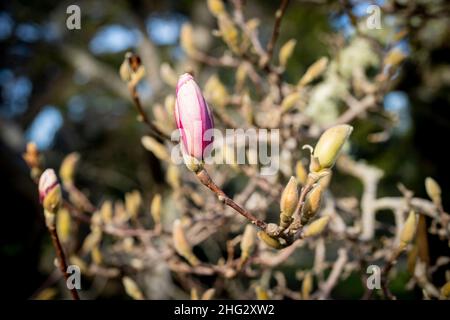 Nahaufnahmen von Blüten an Magnolienbäumen im Januar (Saucer Magnolia) Stockfoto