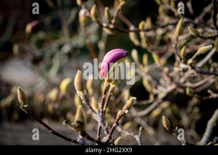 Nahaufnahmen von Blüten an Magnolienbäumen im Januar (Saucer Magnolia) Stockfoto