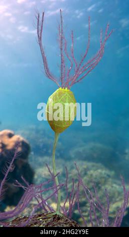 Ausgestorbene Seechinoderme, bekannt als Caryocrinites, eine Art von Cystoid, die in der Ordovizium-Zeit (vor 505 bis 438 Millionen Jahren) existierte Stockfoto