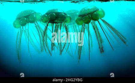 Eine Illustration von Graptoliten (Diplograptus), die in einem Ordovizianischen Meer (vor etwa 505 bis 438 Millionen Jahren) schwimmten. Stockfoto