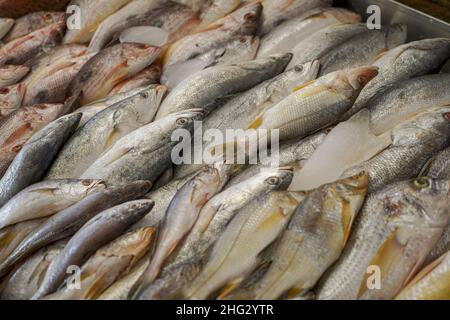 La Libertad, El Salvador. 17th Januar 2022. Ein Blick auf Fisch auf einem lokalen Markt. Die Fischerei macht 20 % des BIP der zentralamerikanischen Region aus. (Foto von Camilo Freedman/SOPA Images/Sipa USA) Quelle: SIPA USA/Alamy Live News Stockfoto