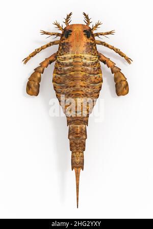 Eurypterus waren mit Arachniden verwandt und enthalten die größten bekannten Arthropoden, die je gelebt haben (vor 460 bis 248 Millionen Jahren). Stockfoto