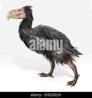 Eine Illustration von Gastornis, einer ausgestorbenen Gattung großer fluguntauglicher Vögel, die während der späten Paläozän- und Eozän-Epochen der Cenozoikum-Ära lebten. Stockfoto