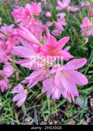 Rosy Rain Lily (Zaphyranthes rosea) ist eine Art von Regenlilien, die in Peru und Kolumbien beheimatet ist. Stockfoto