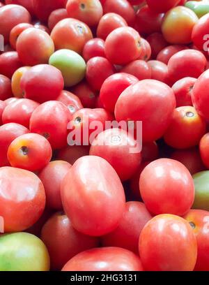 Tomaten, Haufen essbarer Beeren, Hintergrund der Nahrung, Nahaufnahme in geringer Tiefenschärfe Stockfoto