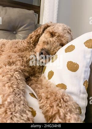 Australian Labradoodle ist eine Mischung aus Labrador Retriever, Pudel und Cocker Spaniel. Stockfoto