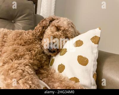 Australian Labradoodle ist eine Mischung aus Labrador Retriever, Pudel und Cocker Spaniel. Stockfoto