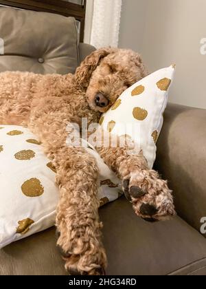 Australian Labradoodle ist eine Mischung aus Labrador Retriever, Pudel und Cocker Spaniel. Stockfoto