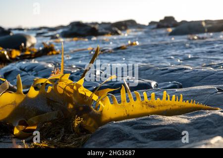 Bei Sonnenuntergang Fragment der Algen des Stierkelkelpses auf dem verblurten Rückenzackenbarsch Stockfoto