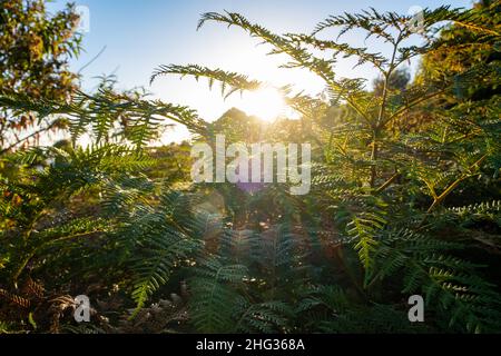 Sonnenuntergang durch Farne mit Lichtreflexen in Australien Stockfoto