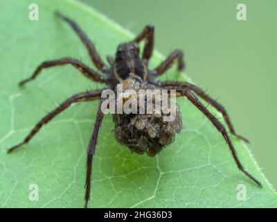 Nahaufnahme von Babyspinnen, die auf dem Bauch einer weiblichen Wolfsspinne (Gattung Pardosa) auf einem Blatt getragen werden Stockfoto
