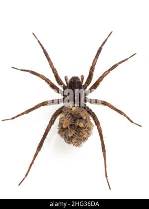 Attraktive weibliche Wolfsspinne (Gattung Pardosa), die ihre frisch geschlüpften Babys auf dem Hinterleib trägt. Isoliert auf Weiß Stockfoto