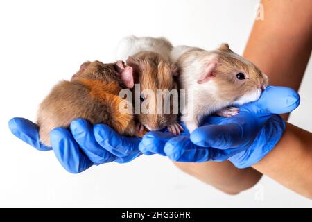 Drei Meerschweinchen, die auf tierärztlichen Händen sitzen. Konzept der tierärztlichen Versorgung, gesunde Haustiere. Stockfoto