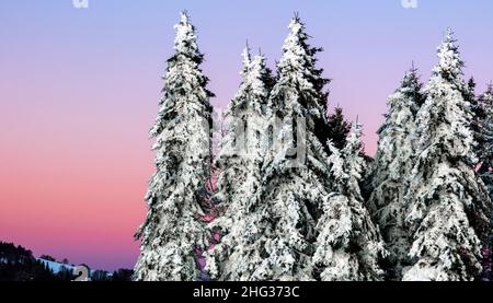 Eingeseitete Fichten (Picea) zur Blauen Stunde, Schauinsland, Schwarzwald, Baden-Württemberg, Deutschland Stockfoto