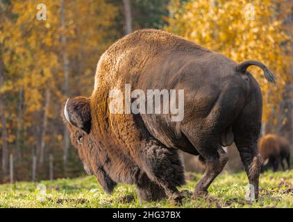Großes Bisons-Männchen im Wald. Büffel beim Spaziergang durch den Wald. Reisefoto, keine Personen, selektiver Fokus. Stockfoto