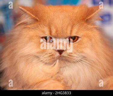 Altmodische rote Perserkatze mit orangefarbenen Augen Stockfoto