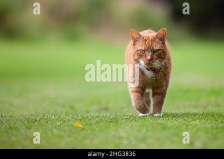 Ginger Tom auf einen Spaziergang Stockfoto