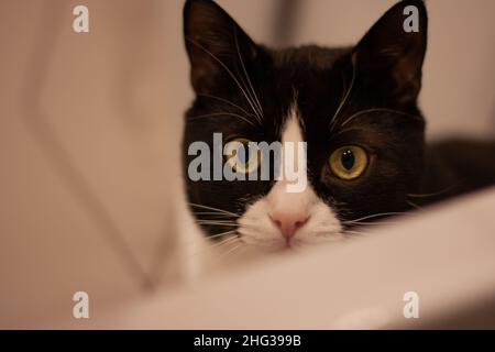 Katzenportrait. Nahaufnahme einer schwarzen Katze mit einer weißen Schnauze. Direkt in der Kamera anzeigen Stockfoto