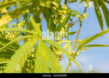 Nahaufnahme von Cannabisblättern, Blütezeit der Pflanze. Sommerzeit. Hanf auf dem Feld anbauen Stockfoto