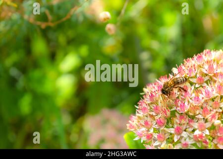 Nahaufnahme einer Biene auf kleinen weiß-rosa Blüten vor einem Hintergrund sanft verschwommener grüner Blätter. Selektiver Fokus. Frühlingsthema. Stockfoto