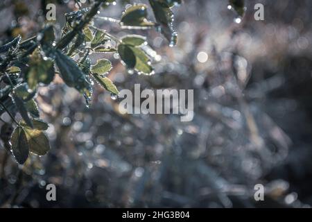 Tropfen Schmelzwasser aus Schnee auf Kleeblättern, auf einem wunderschön unscharfen Hintergrund mit viel Bokeh. Stockfoto