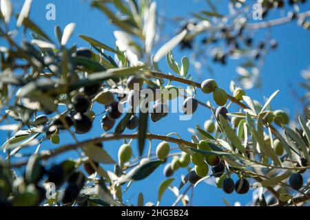 Olivenbäume in Almendres in der Nähe der Stadt Evora in Alentejo in Portugal. Portugal, Evora, Oktober 2021 Stockfoto