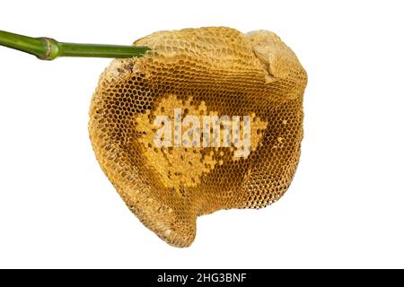 Honeycomb isoliert auf weißem Hintergrund. Stockfoto