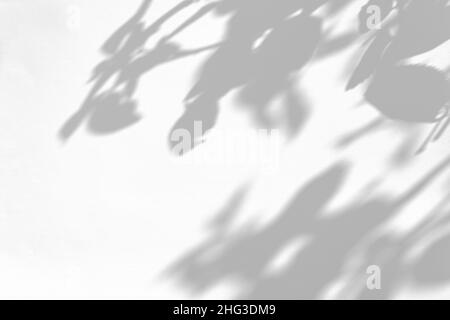 Grauer Schatten der wilden Rosenblätter und Knospen an einer weißen Wand Stockfoto