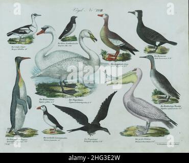 Vintage illustriert von Vögeln. Nr. XVIII Deutschland, 1836 (nach Linnaeus-Klassifikation, 1758) Stockfoto