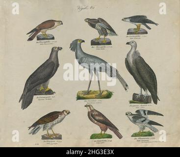 Vintage illustriert von Vögeln. Nr. 1. Deutschland, 1836 (nach Linnaeus-Klassifikation, 1758) obere Reihe von links nach rechts: Gemeiner Turmfalke, gemeiner Waldbussard, EU Stockfoto