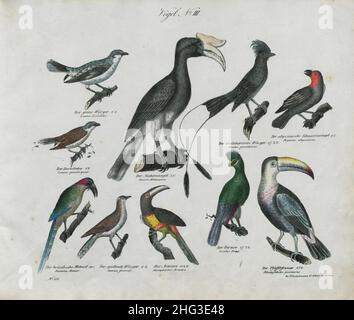 Vintage-Zeichnungen von Vögeln. Nr. III Deutschland, 1836 (nach Linnaeus-Klassifikation, 1758) Oberste Reihe von links nach rechts: Der Grauwürger; der Hornbill; der Ma Stockfoto