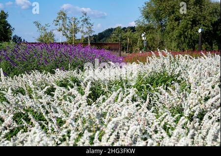 Mexikanische blaue Salbeiblumen und blauer Himmel mit Wolken. Stockfoto