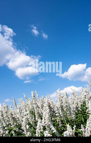 Mexikanische blaue Salbeiblumen und blauer Himmel mit Wolken. Stockfoto