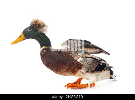 Haubenente brüten vor weißem Hintergrund Stockfoto