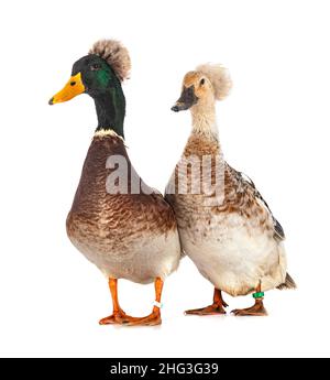 Haubenenten brüten vor weißem Hintergrund Stockfoto