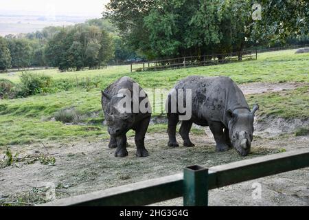 Rhino Lodge im Port Lympne Animal Reserve, Kent, Großbritannien Stockfoto