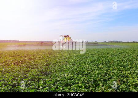 Traktor sprüht Pflanzenschutzmittel auf einem grünen Zuckerrübenfeld. Stockfoto