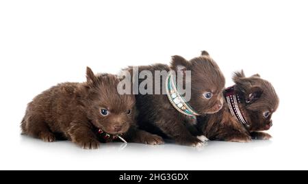 Junge pomeranians vor weißem Hintergrund Stockfoto